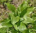 Hosta impotr Hokkaido